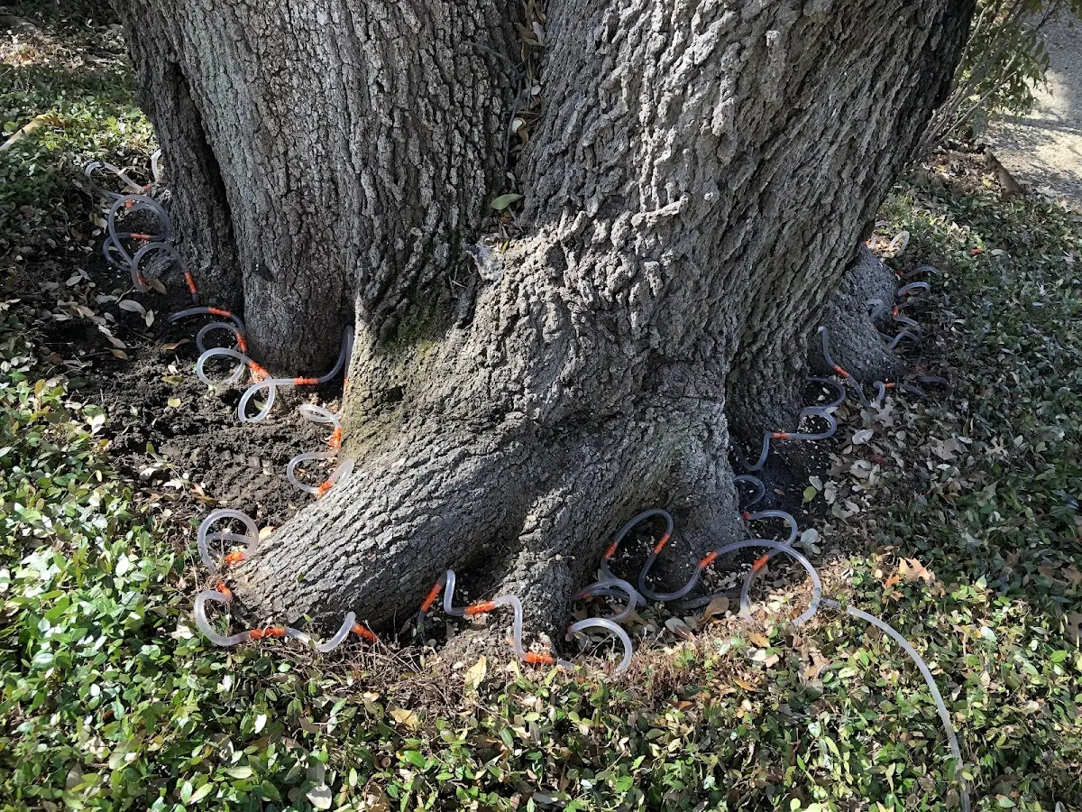 Detailed Tree Cabling and Bracing job site in Gilbertville