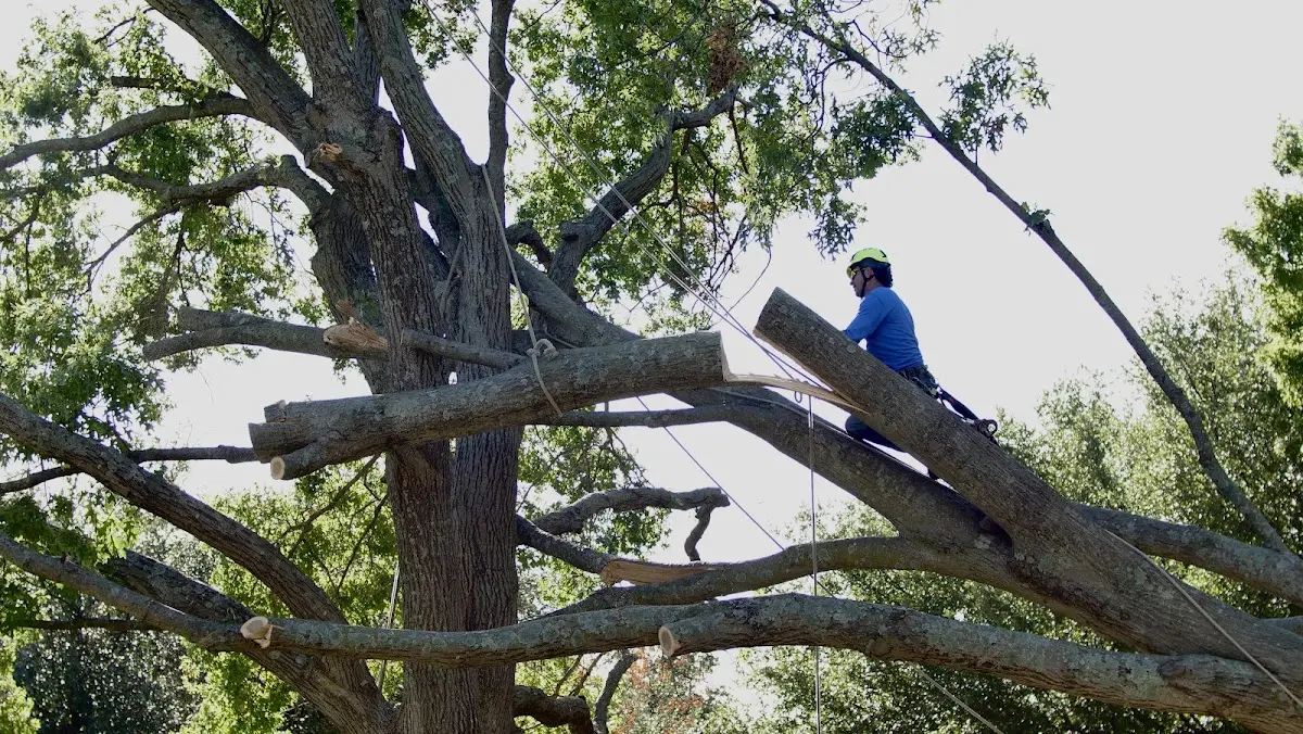 Professional Hazardous Tree Removal performed by certified arborists in Gilbertville