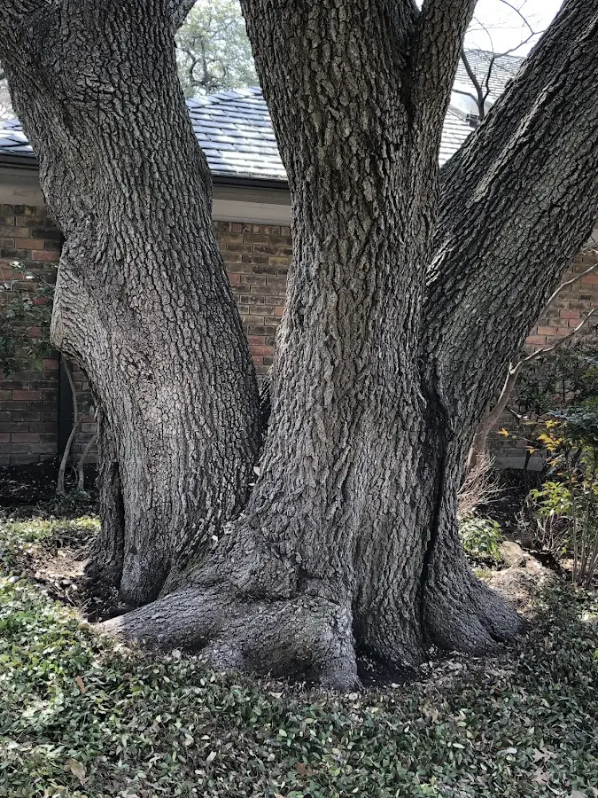 Mature heritage tree close to a Gilbertville property cared for by certified arborists